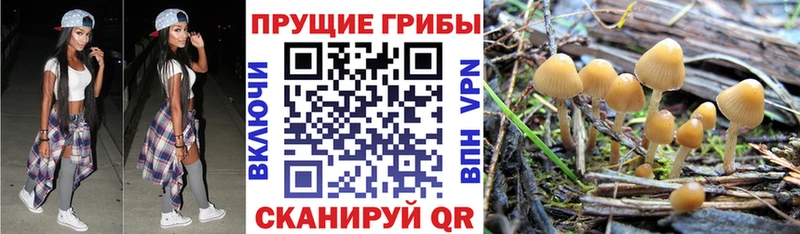 Купить закладки  Кировск  Псилоцибиновые грибы Psilocybe 